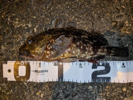 ガシラ自己記録更新